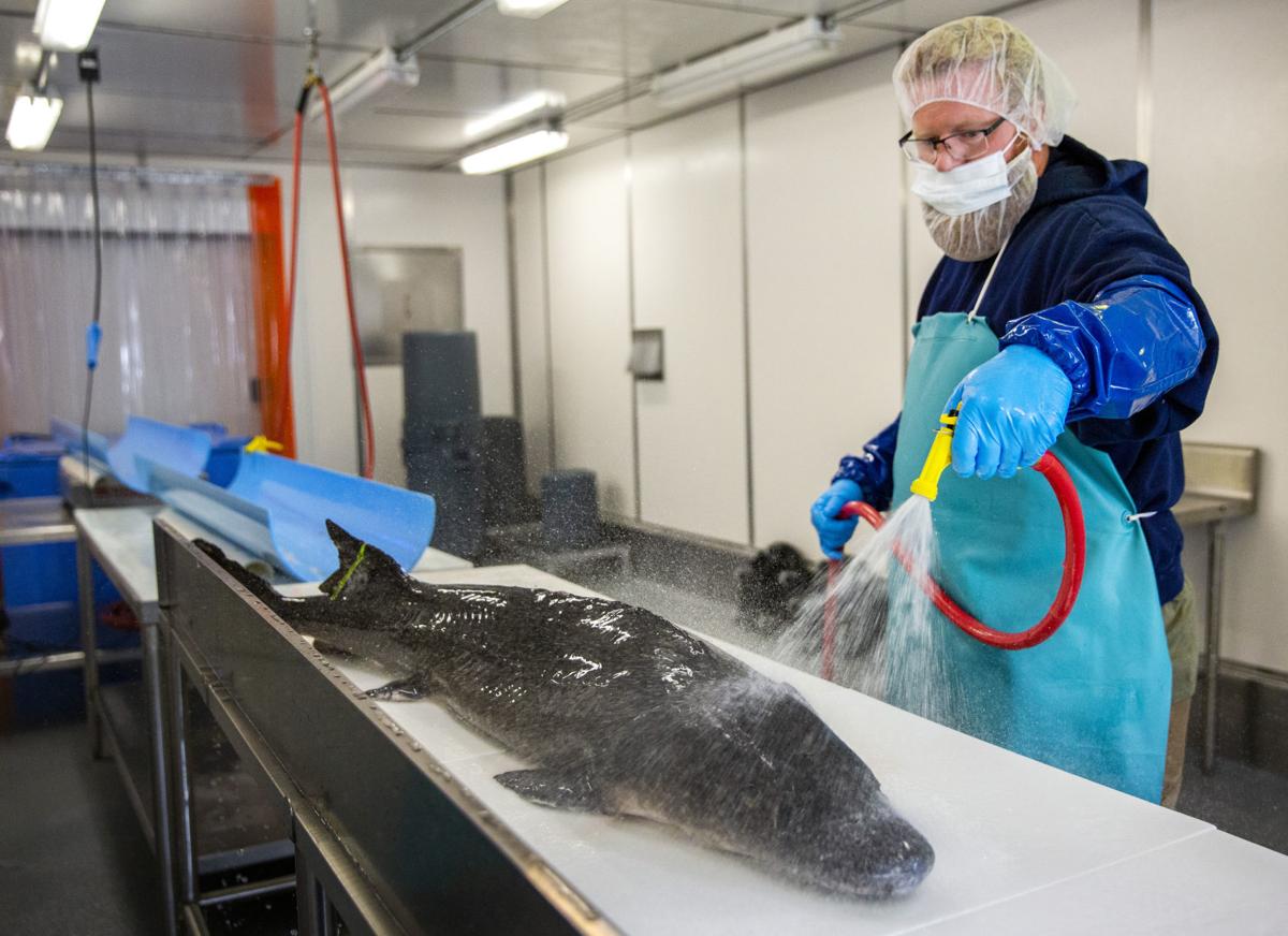 White sturgeon caviar is a slow, tedious affair for Idaho Springs Food
