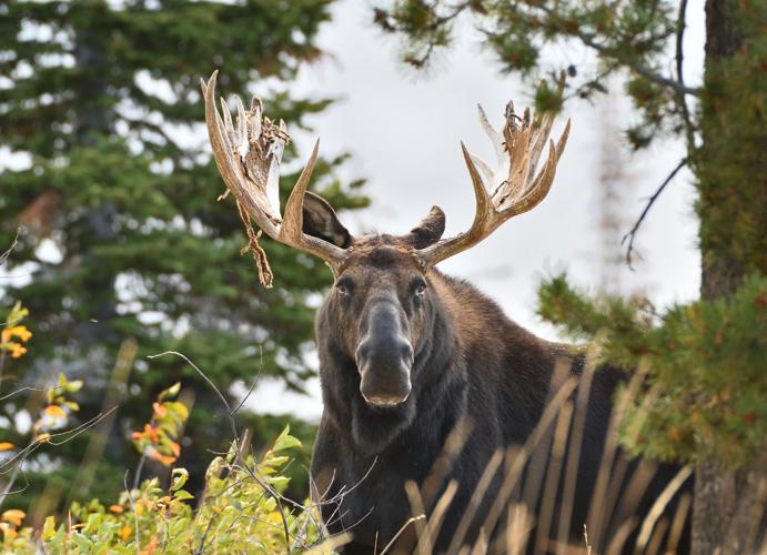 Ungulates