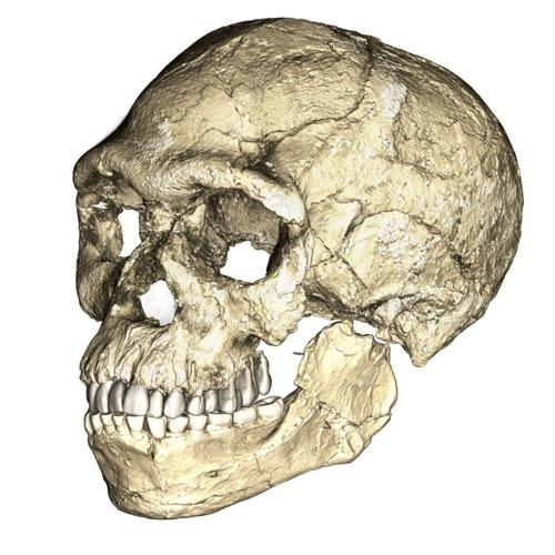 Oldest Homo sapiens fossils discovered in Morocco