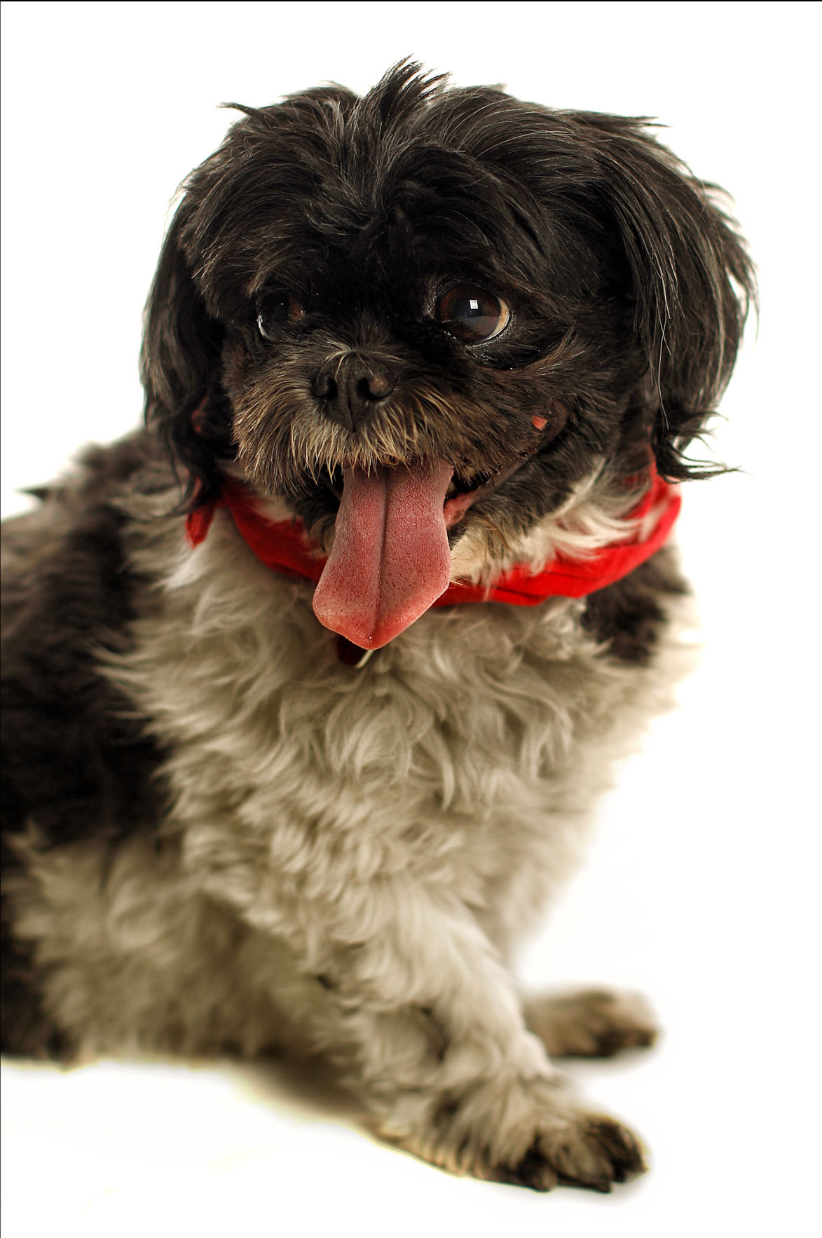 Dogs with Jobs