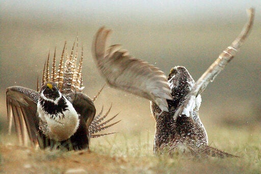 Trump plans would ease protections for sage grouse in West