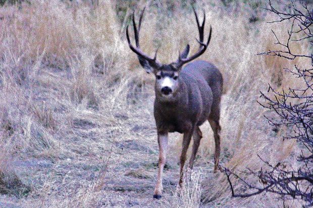 Gallery: Bob McDonald's Idaho Wildlife | Outdoors and Recreation ...