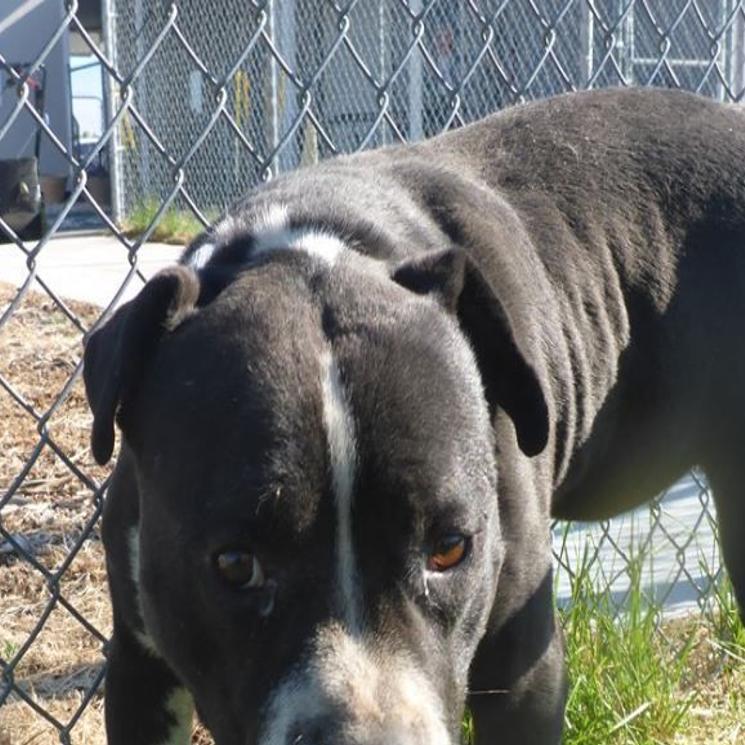 Making A Difference Magic Valley Humane Society People For Pets