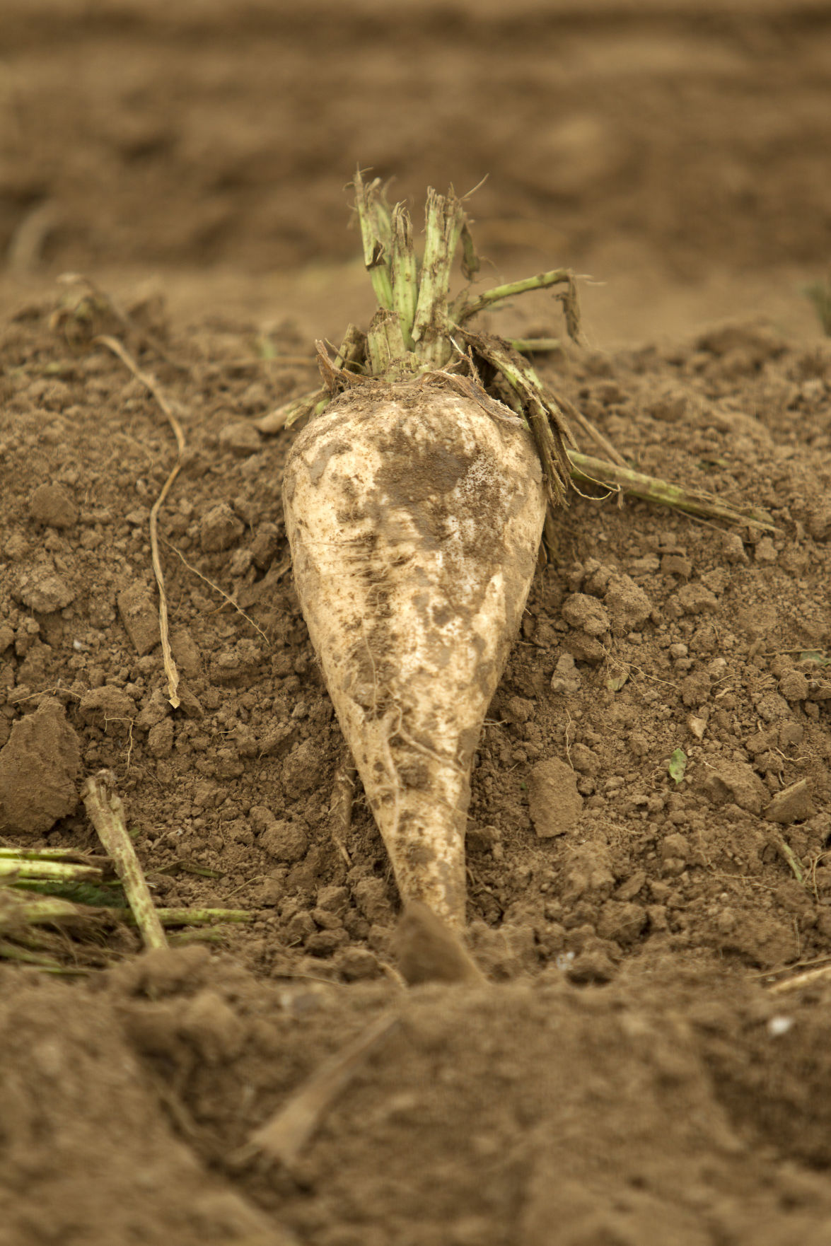 The sugar year Beet harvest brings generations into the fields