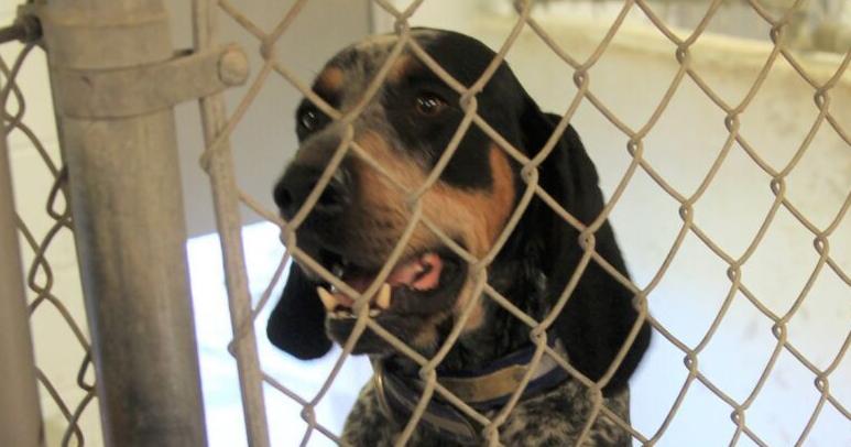 After shocking discovery, volunteers save Jerome dogs - Vimarsana News