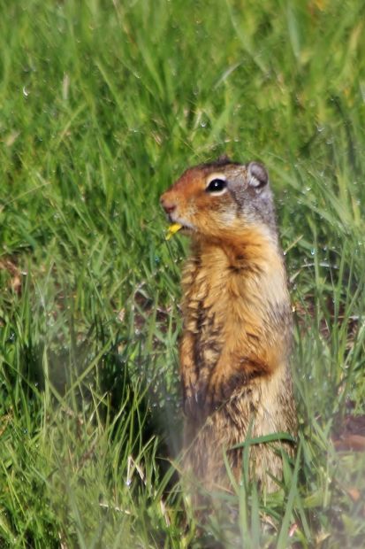 UPDATE: Plague in Ground Squirrels Prompts Health Warning | Southern ...