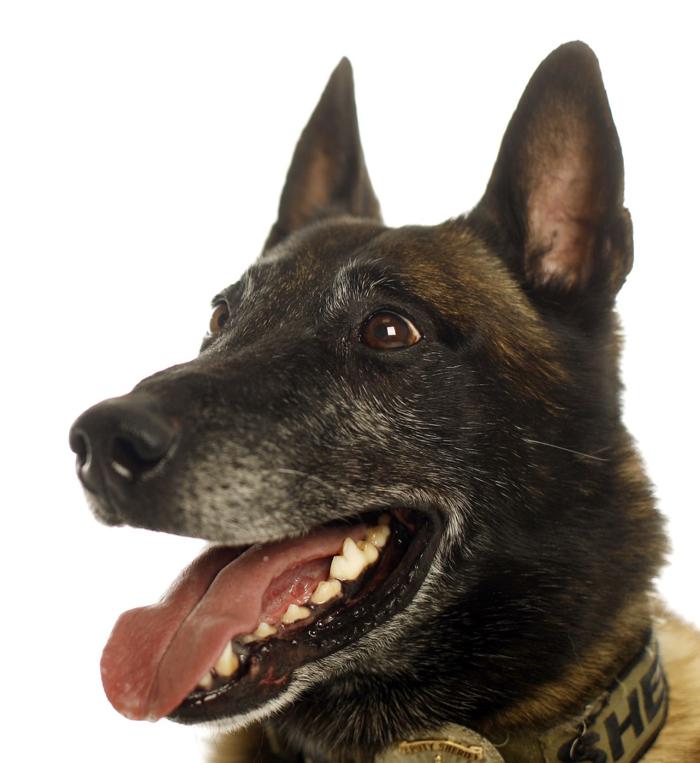 Dogs with Jobs