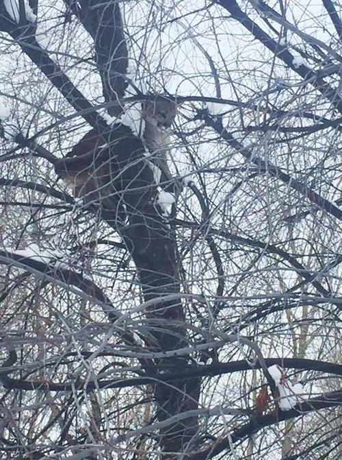 Mountain lion north of Hailey