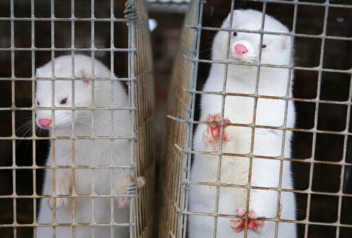 Thousands of minks Dead in COVID outbreak on Utah farms