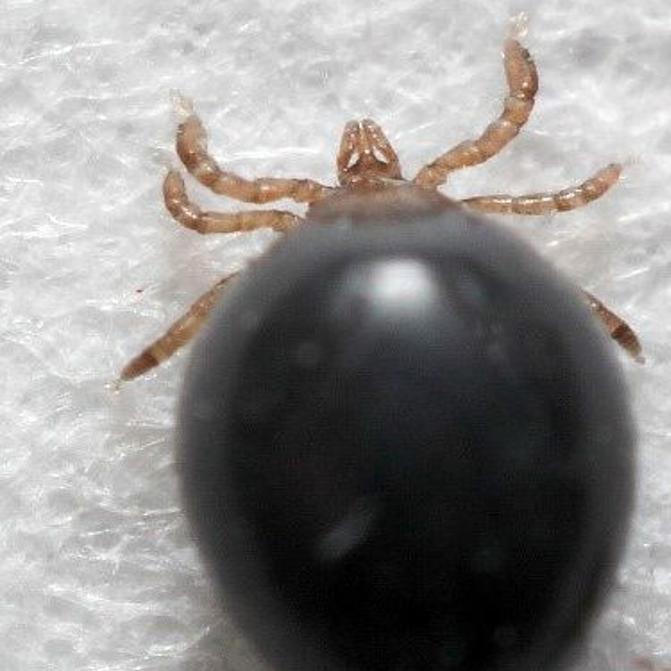Experts Idaho Is Home To Plenty Of Ticks But No Lyme Disease Outdoors Magicvalley Com