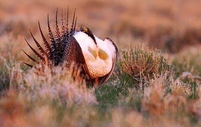 Sage grouse 