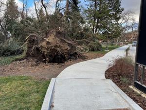 Wind storm causes loss of historic trees on University of Idaho campus