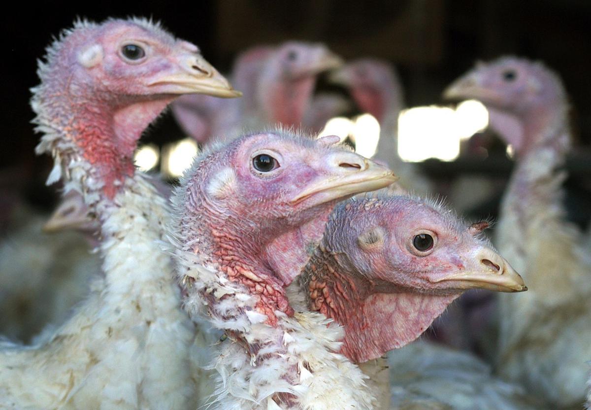 Food And Farm Bird Flu