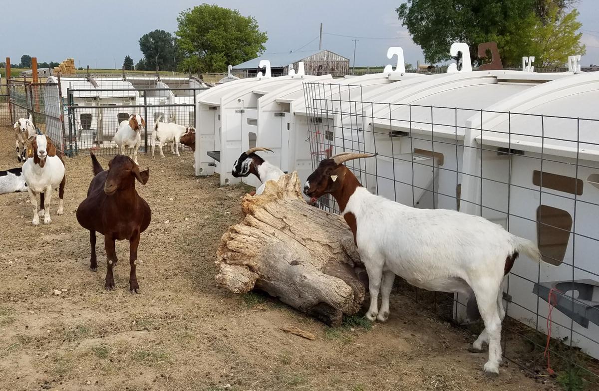 Idaho meat Readyforbutcher goats from Ornery Goats farm Southern