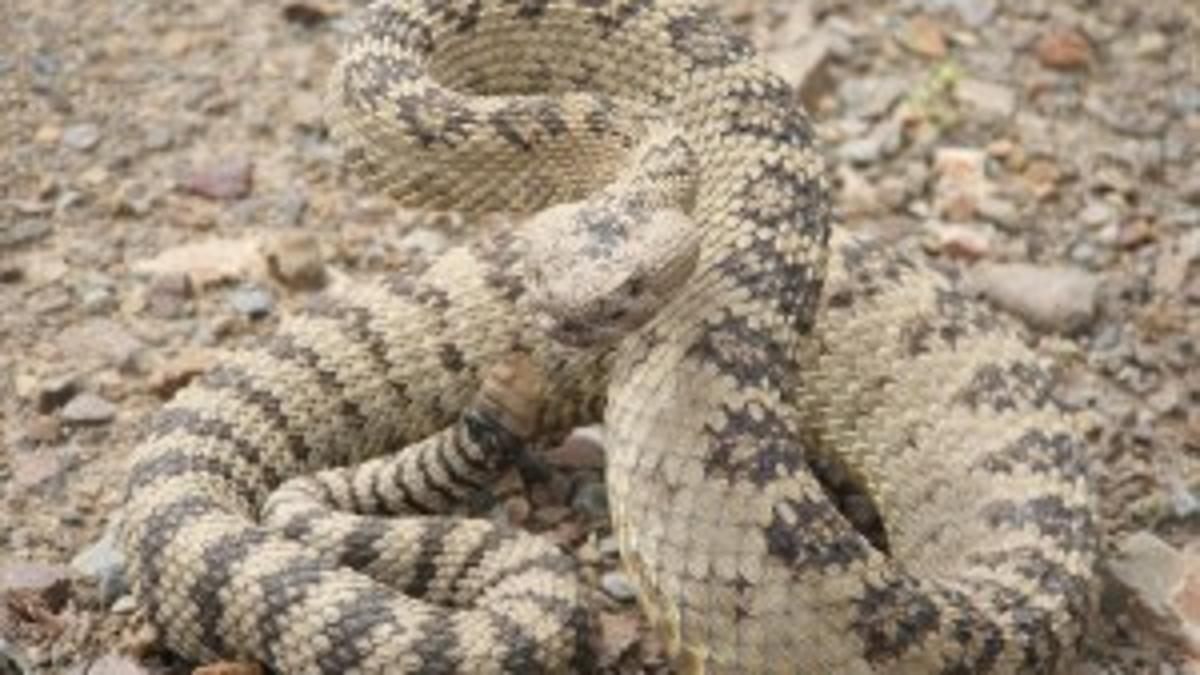 What You Should And Shouldn T Do If You Run Into A Rattlesnake Outdoors And Recreation Magicvalley Com