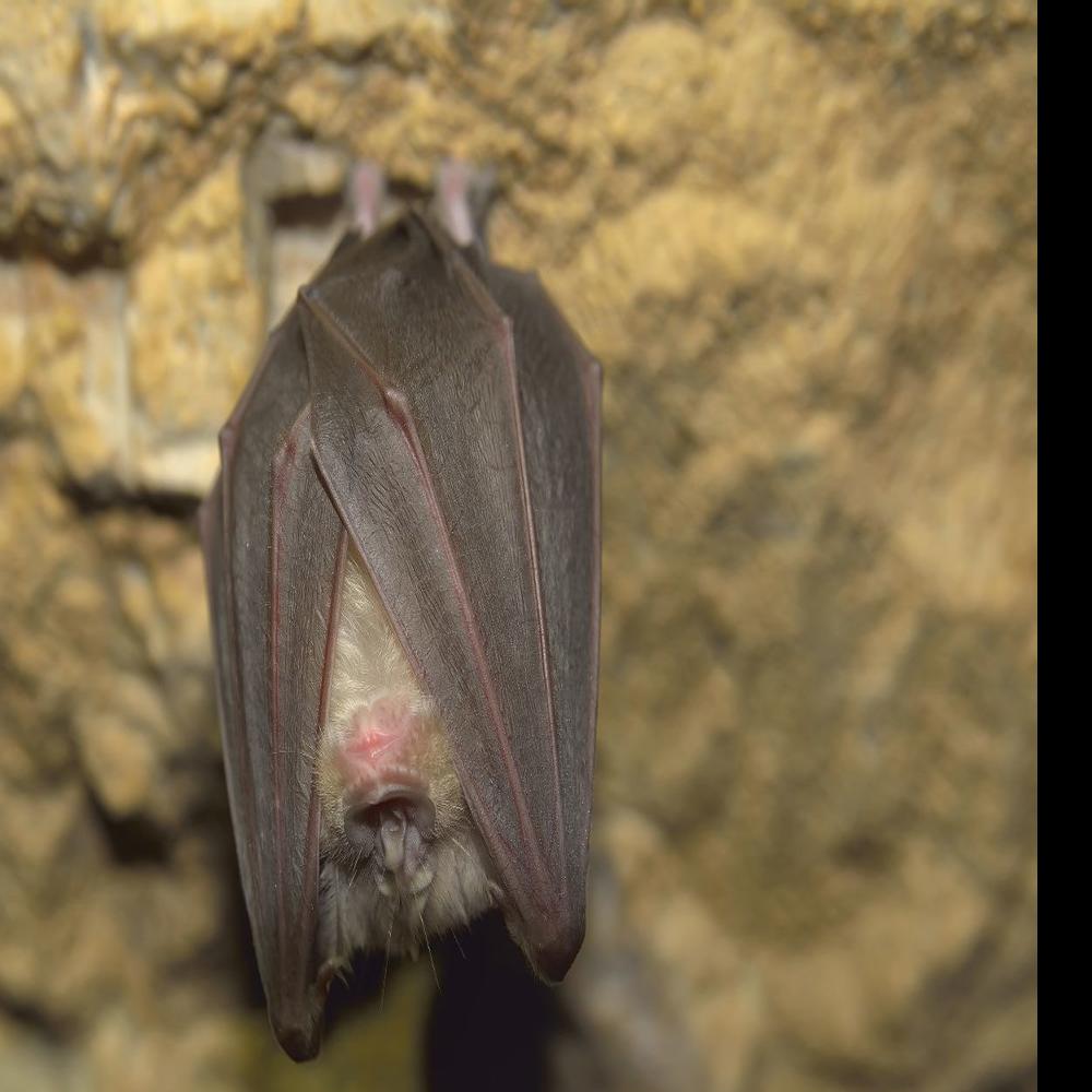 3 Cool Facts About Bats Southern Idaho Local News