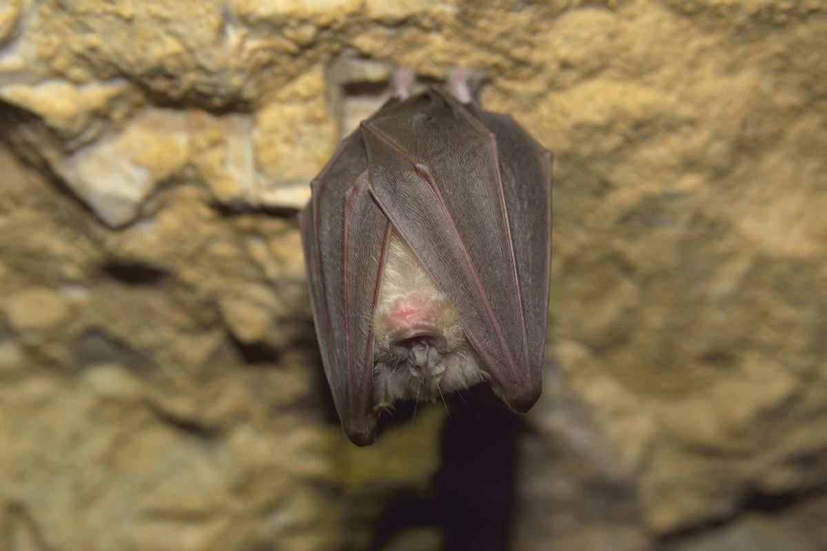 vampire bat hanging upside down