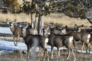 F&G officers seek information on multiple wildlife waste incidents in Unit 33