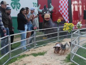 Oink!: Aces Flying Pigs steal the show at TF County Fair