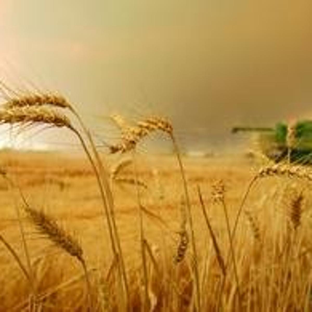 Straw Gets More Valuable Business Magicvalley Com