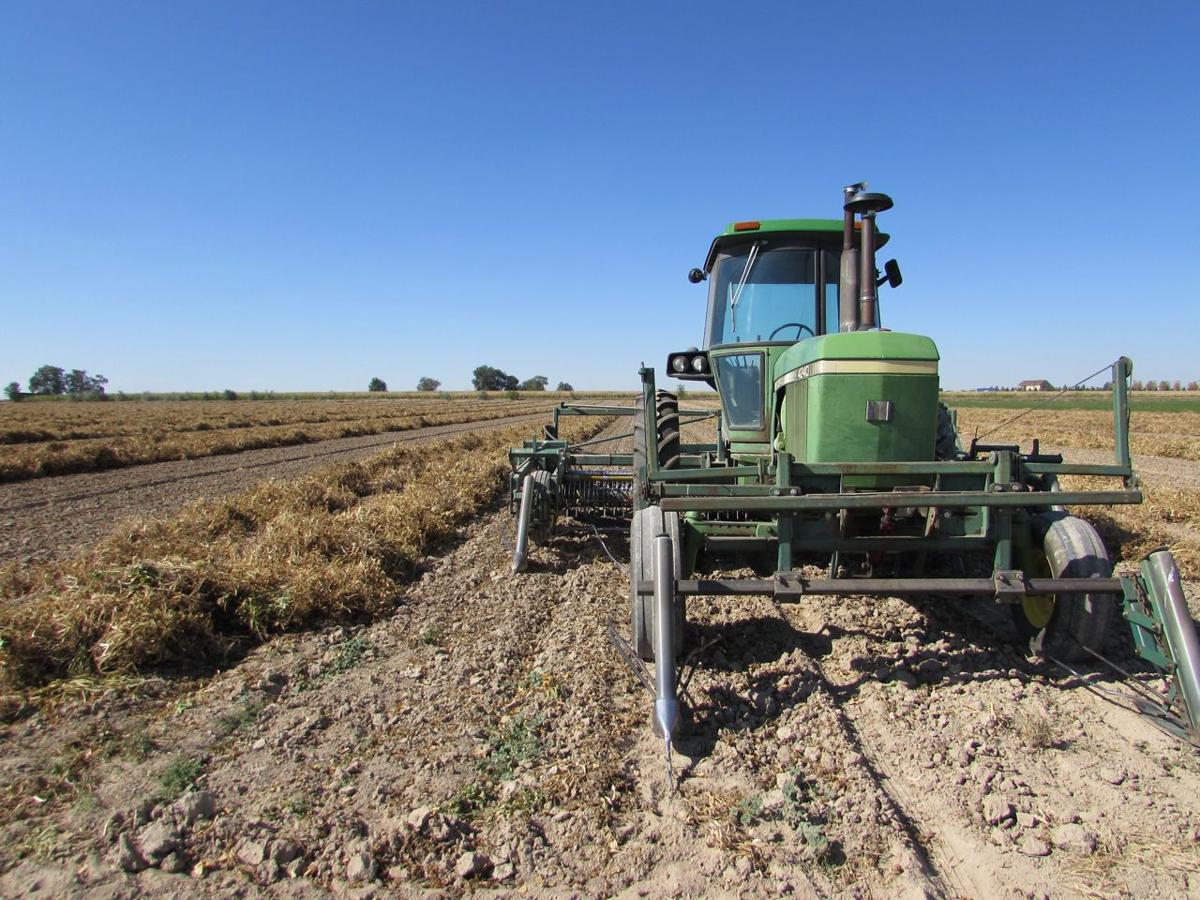 Bean Crop Mixed Magicvalley Com