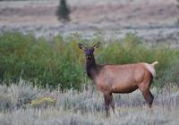 Keeping elk off crops