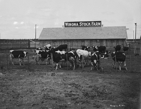 Winona stock farm