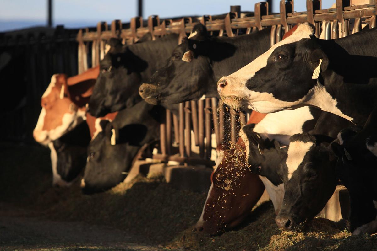 Cloverleaf Creamery dairy