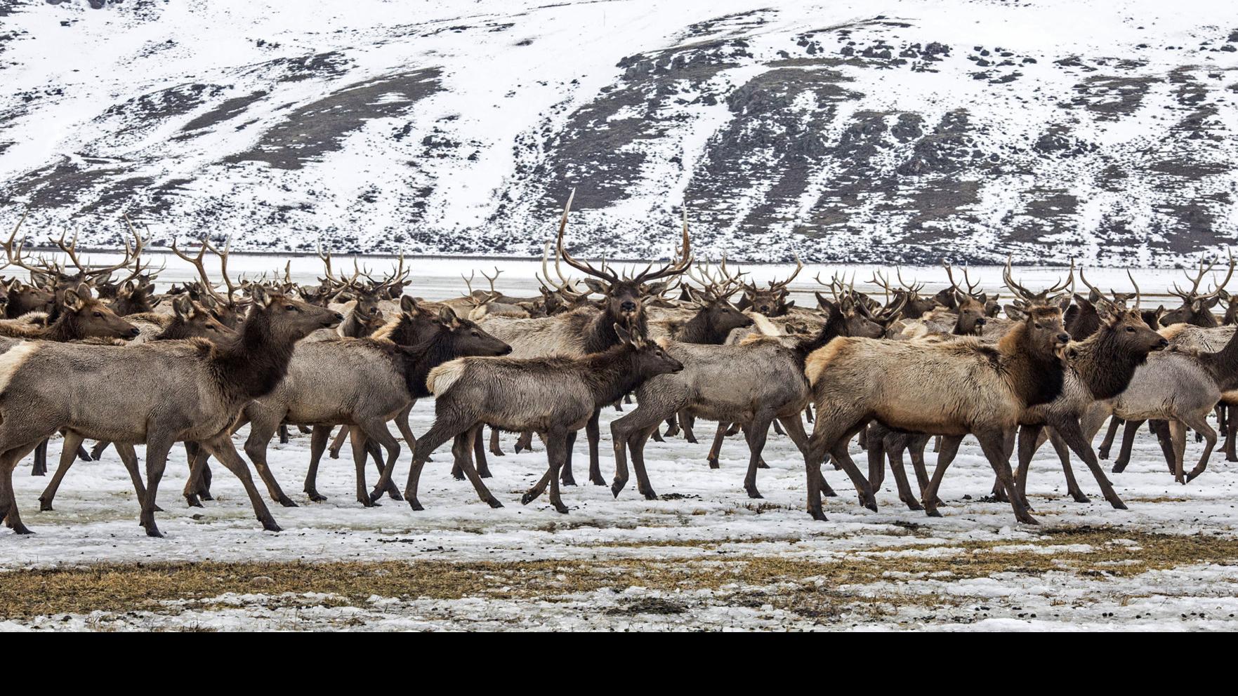 Jackson Hole S Largest Elk Herd Grows After Slow Hunt State