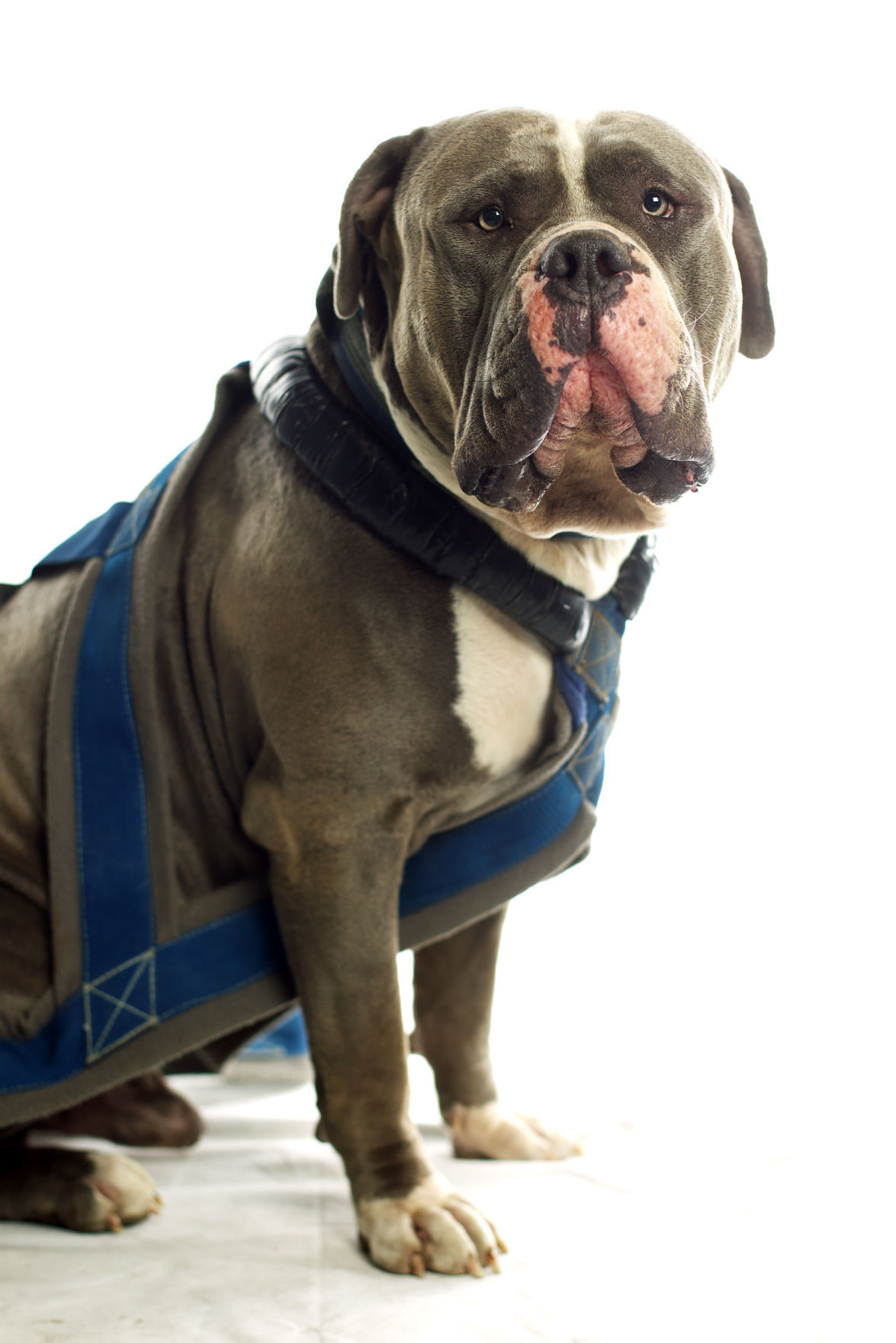 Dogs with Jobs