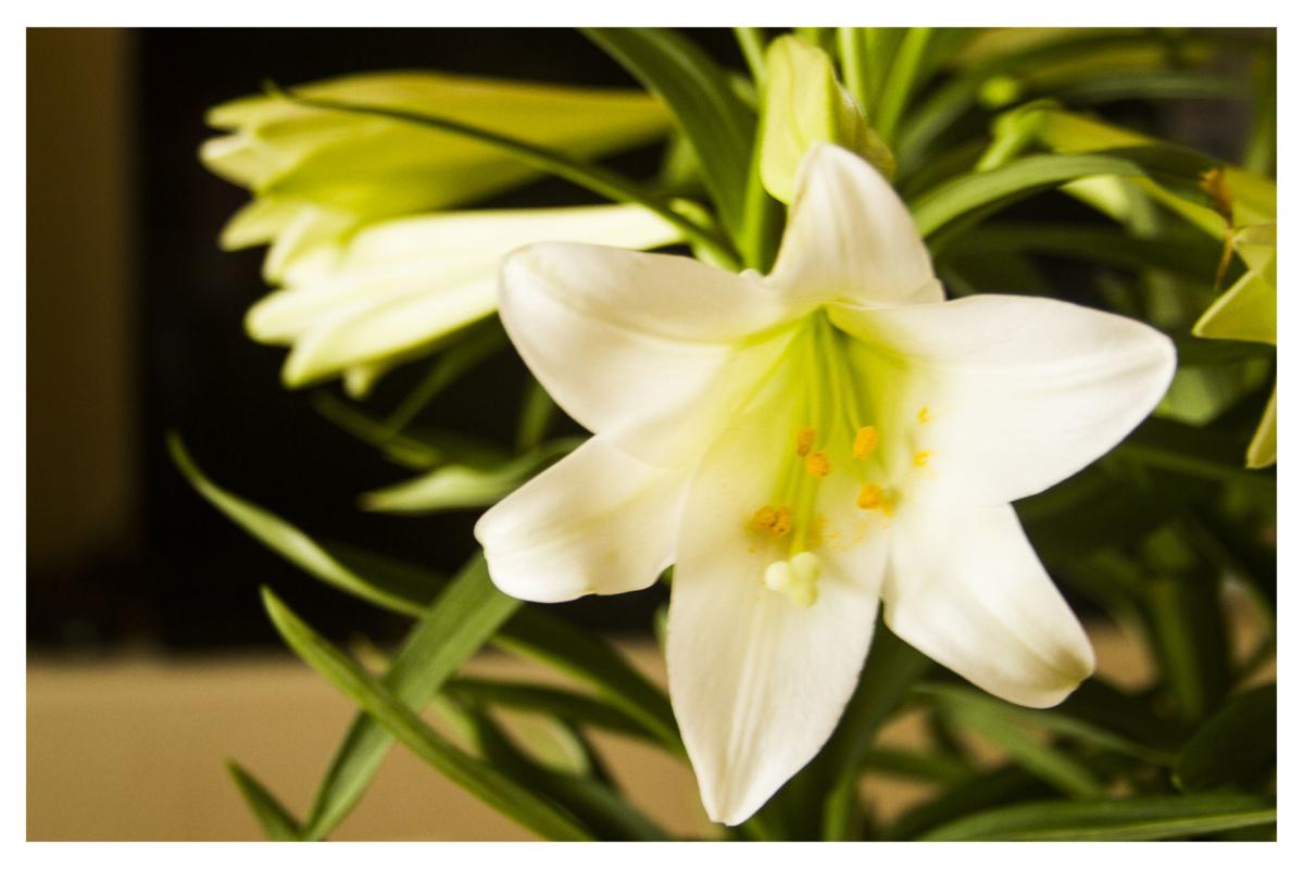 Garden Wise The Easter Lily Local Magicvalley Com,Types Of Hamsters