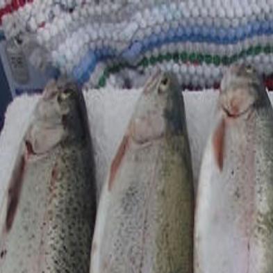 Salmon Falls Creek Reservoir Fishing Report 2019 Unique Fish Photo