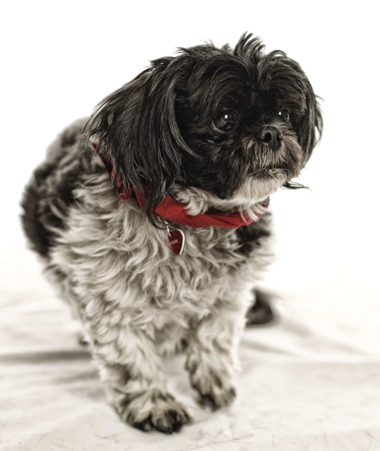 Dogs with Jobs
