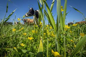 Trump administration tags $700 million for regenerative farming