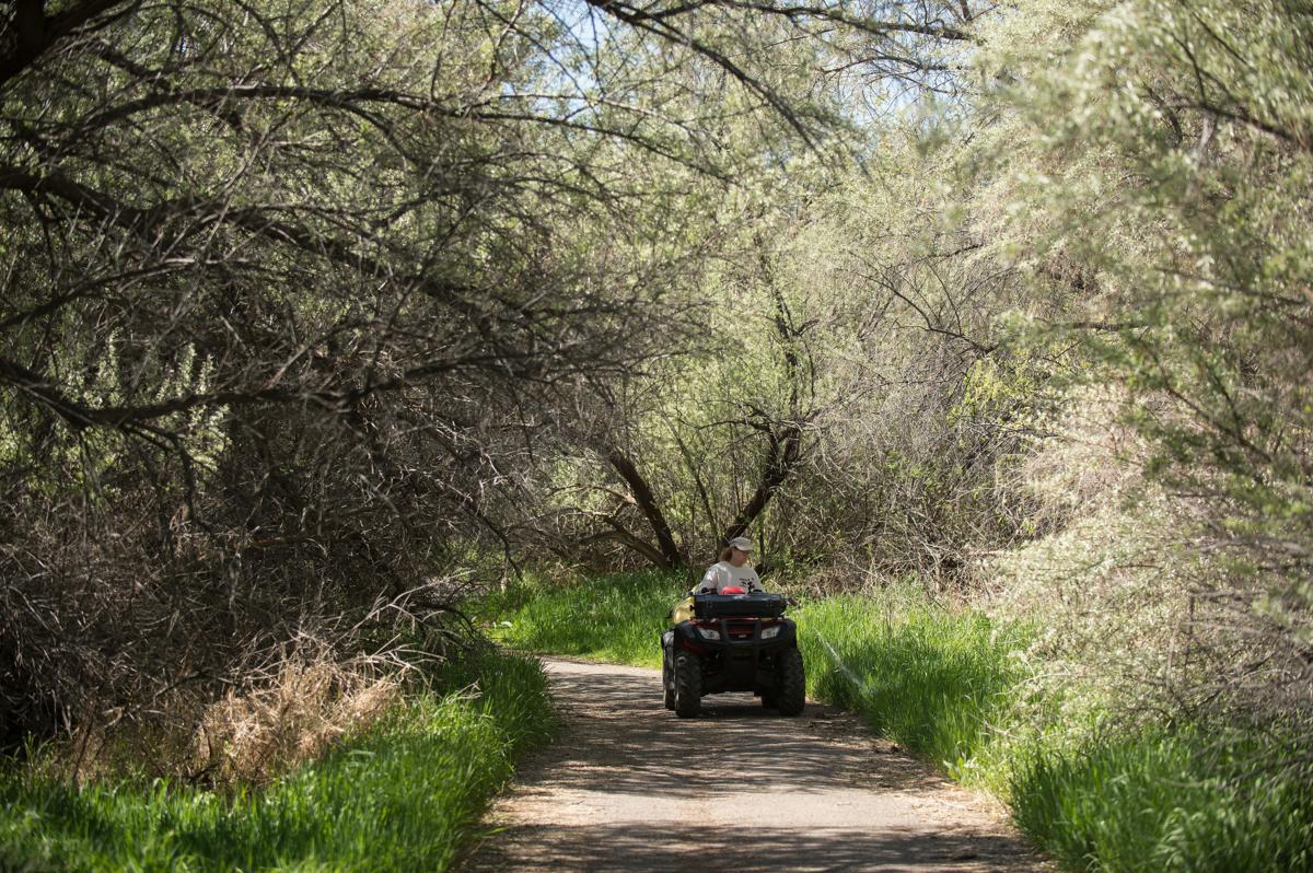 Wet Winter Brings On Weedy Concerns Local Magicvalley Com