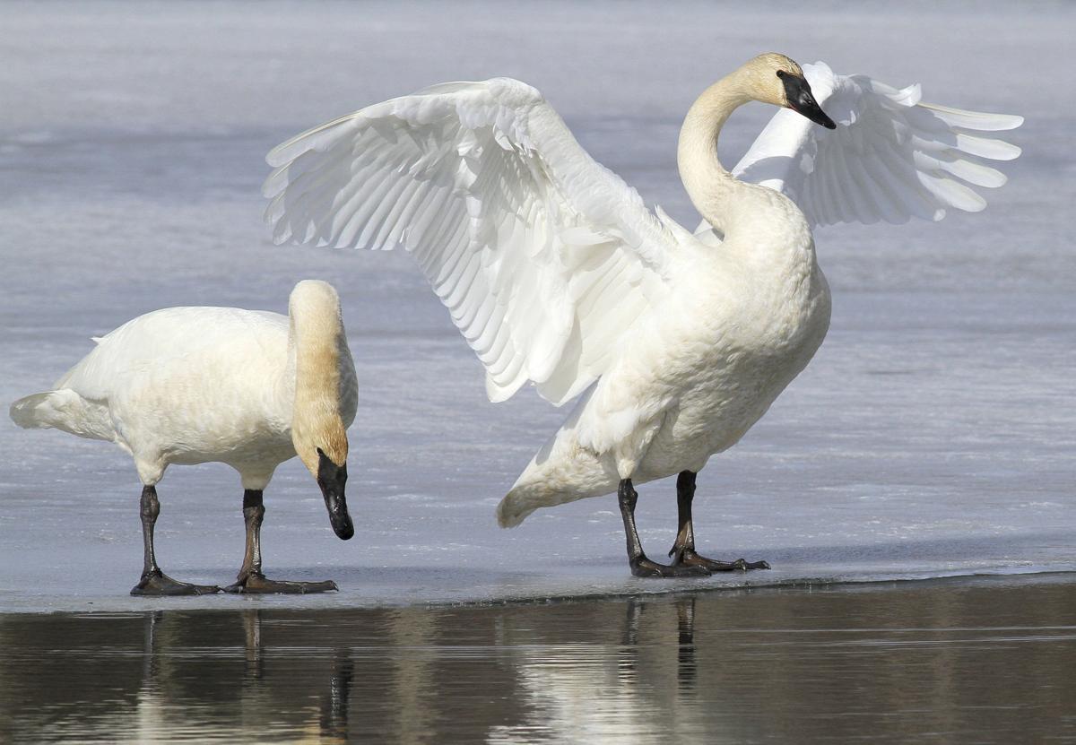 Swan Hunting