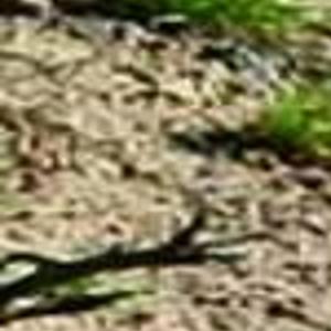 Somewhere Out There Is A Chukar Outdoors And Recreation Magicvalley Com Sports are varied and the skills are so unique, it's hard to determine which would create an athlete who could excel in any. somewhere out there is a chukar