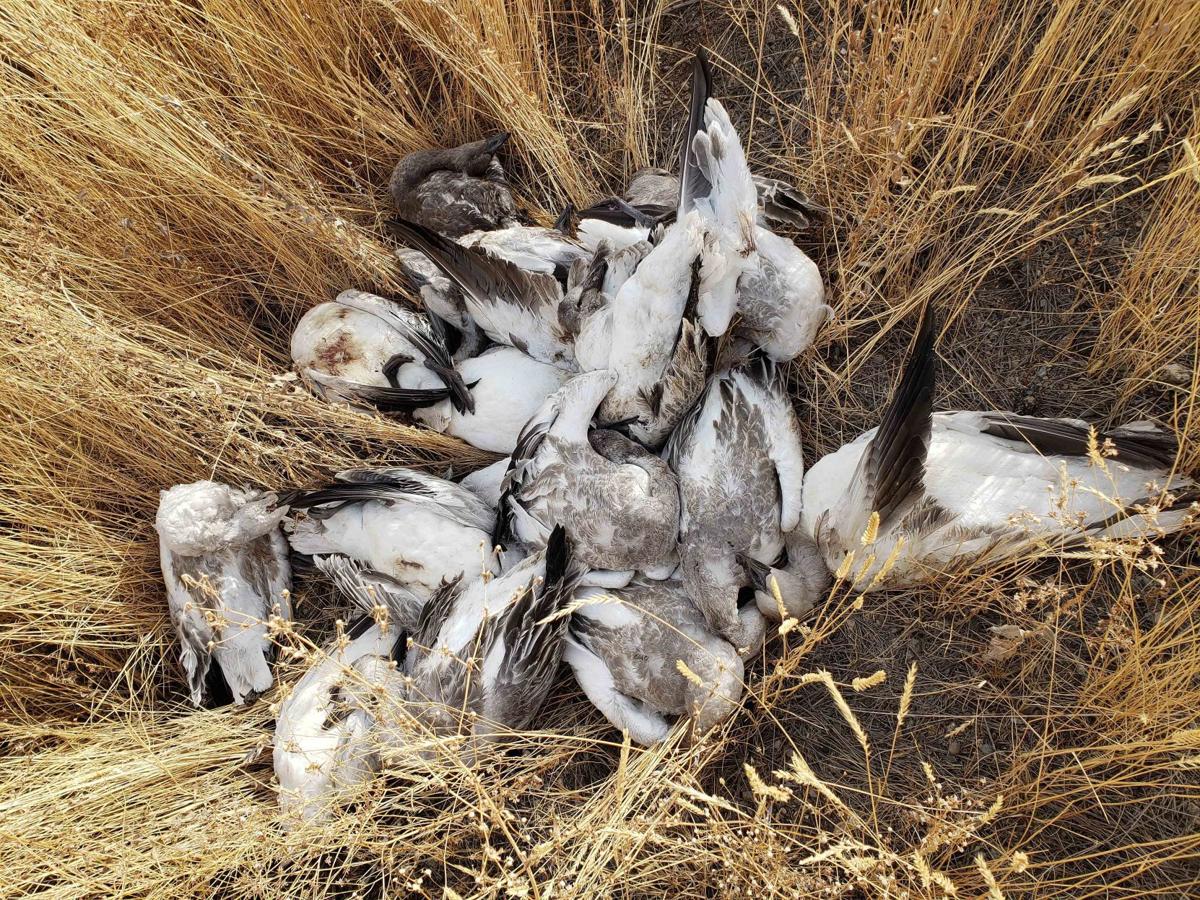 Snow geese