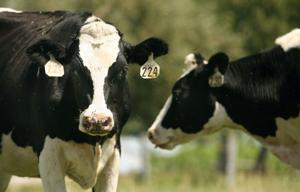 Idaho sets animal entry requirements following screwworm detection