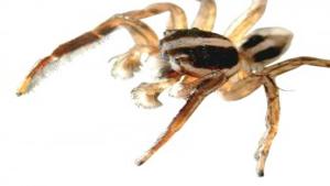 Idaho S Itsy Bitsy Mostly Harmless Spiders Lifestyles Magicvalley Com