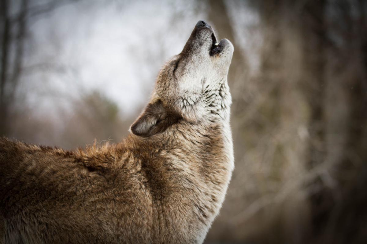 20 Wolves Killed in Northern Idaho to Boost Elk Population | Southern ...