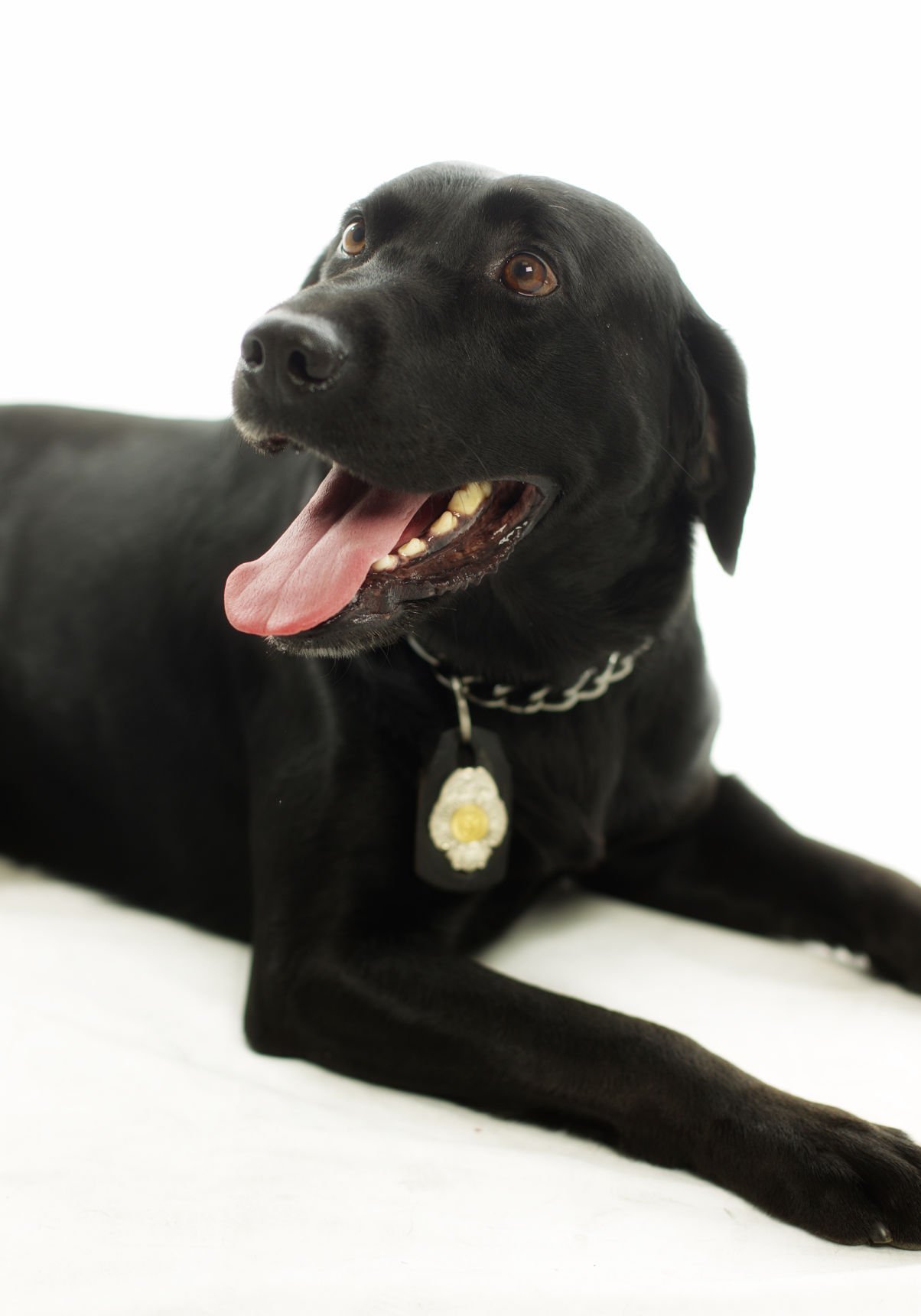 Dogs with Jobs