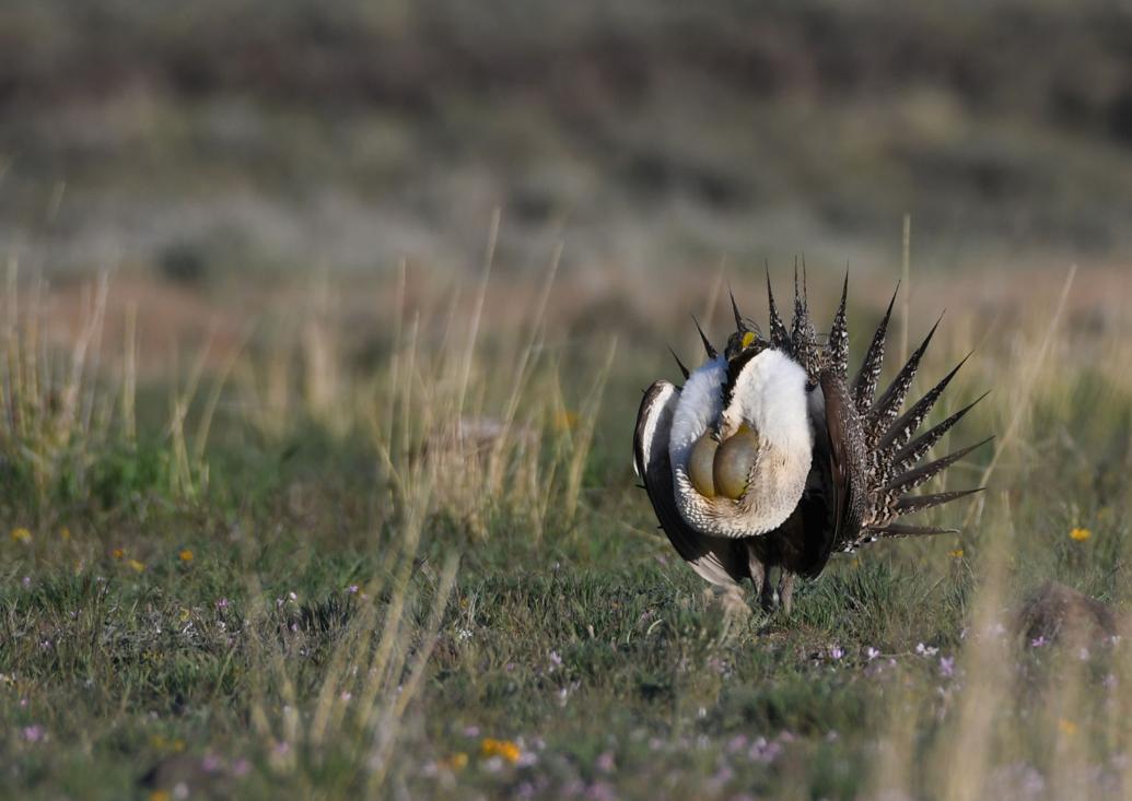 Idaho sage grouse numbers flat this year, Fish and Game proposes restrictive hunting season