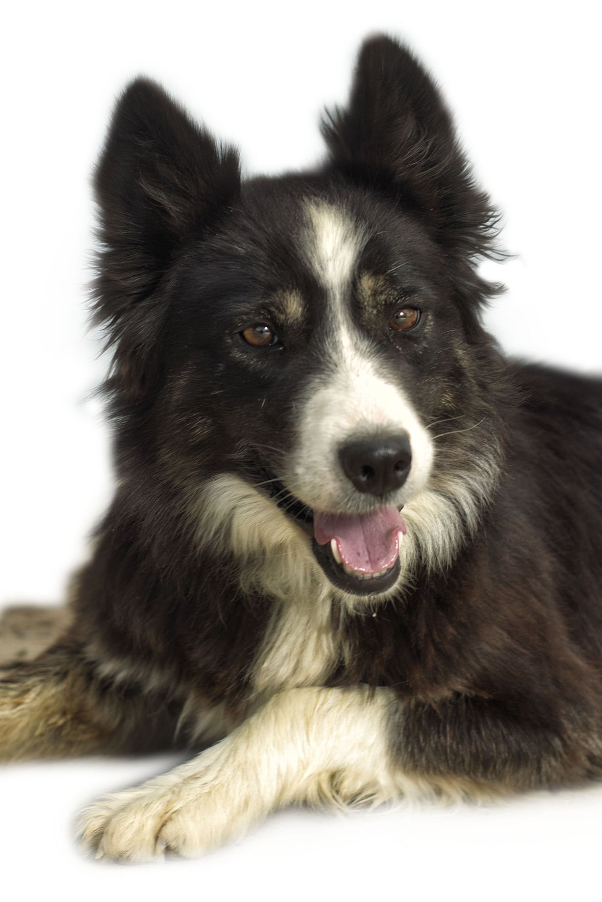 Dogs with Jobs