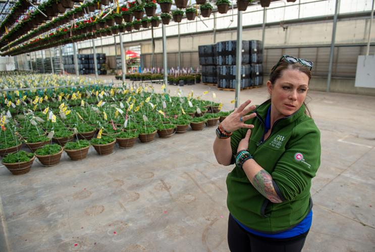 Jerome's Moss Greenhouses to unveil Firefly petunia