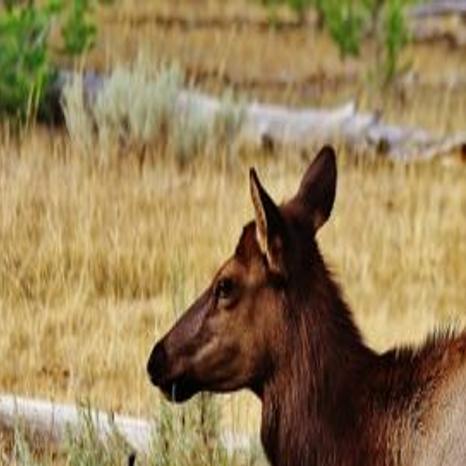 Nevada Recommends Hunting More Elk Fewer Deer Outdoors And