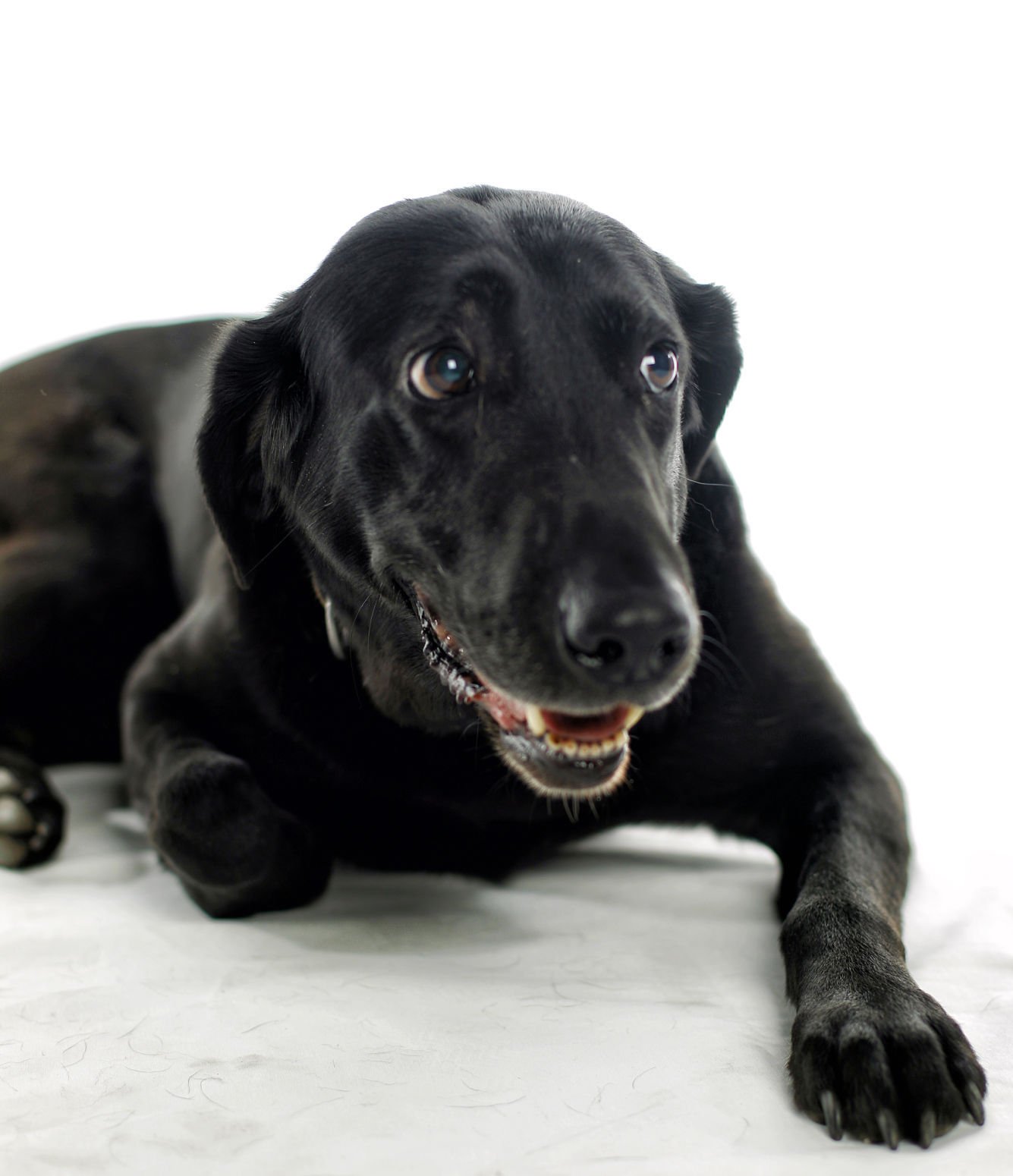 Dogs with Jobs