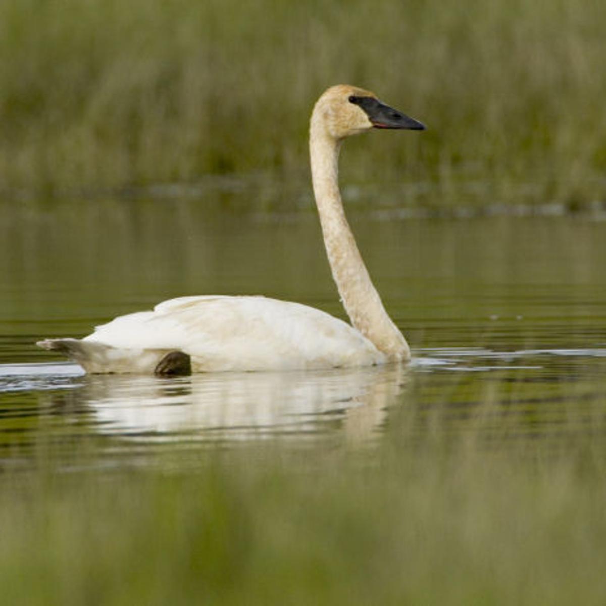 On The Wing Where To See Idaho S Native Swans Local