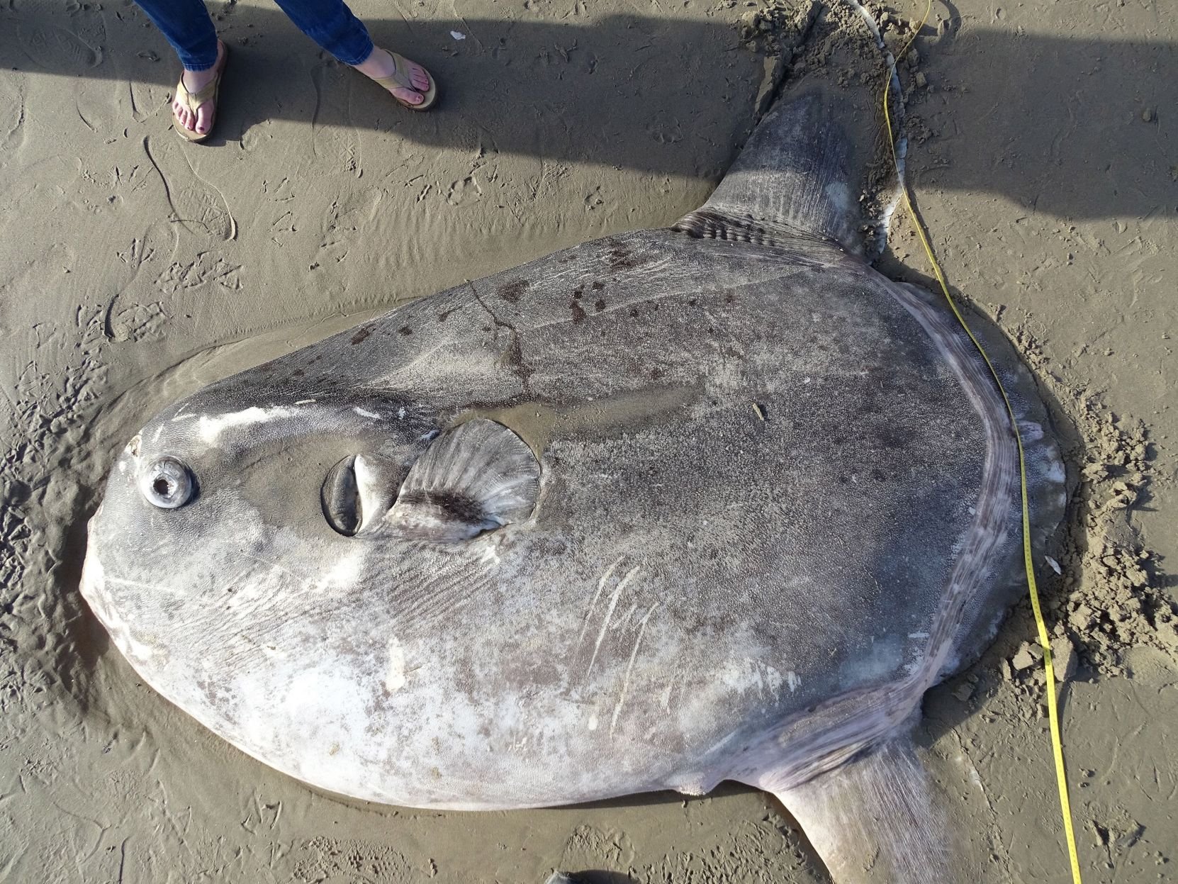 Massive, Strange Fish Found On California Beach; Scientists Say It's A ...