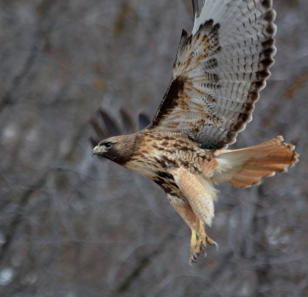 Gallery: Birds of Southern Idaho | Outdoors and Recreation ...